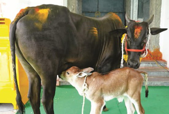 Sri Jayasiddhi Ganapathi1